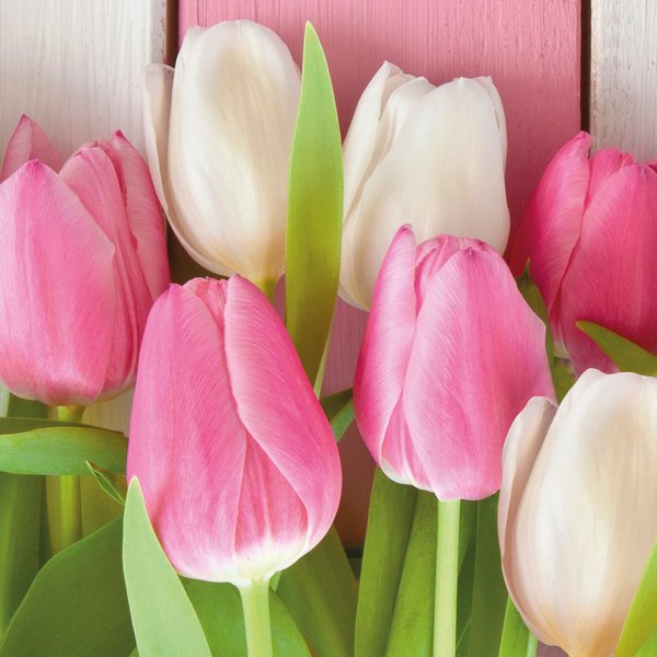 Servietten White + Pink Tulips 33x33